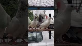 Sehzad Bhai Loni pets market #shorts #pigeon #kabutar #pigeons #kabootar