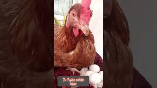 see who makes the white eggs! lol