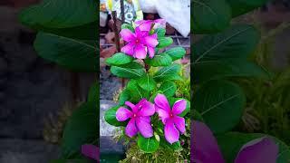 bb?? #plants #garden #flowers #gardening #facts #houseplants #greenplants #freshplants #greening