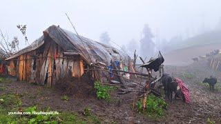 Nepali Mountain Village Life | Most Relaxing Shepherd Life | Shepherd Food | Real Nepali Life |