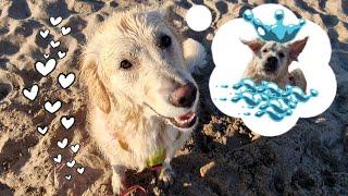 Собачий пляж в Валенсии. Playa de Pinedo