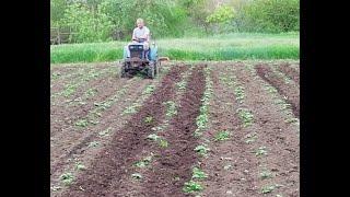 Japanese minitractor for row-to-row processing of potatoes.