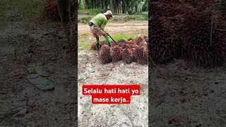 Buahe seger seger lur #ngapak #hiburanlucu #kerjasawit #vlog