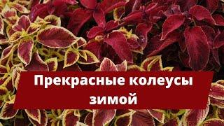 Как сохранить прекрасные КОЛЕУСЫ ЗИМОЙ? | Защита от вредителей и размножение черенками