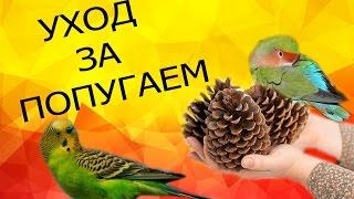 СОДЕРЖАНИЕ ПОПУГАЕВ!  Уборка КЛЕТКИ!  УХОД за попугаями.  Питание волнистых попугаев