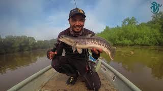 DevilCraft Fishing TV #23 - Giant SnakeHead, Kampung Dew