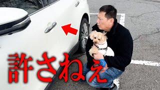 【事故】当て逃げされてました....愛犬と楽しい外出のはずが車に傷を発見してパニックに。