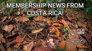 Memberships on Living Zoology channel! Watch us work with big deadly venomous snake - Fer-de-lance!