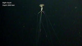 Mysterious New Bigfin Squid Footage - Magnapinna Archive