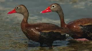 Bird Conservation at the ACE Basin