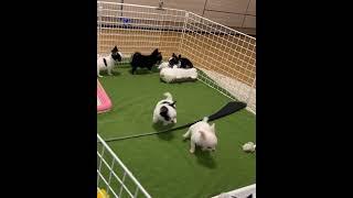 TINY SIZE CHIHUAHUA PUPPY SCOOBY KENNEL #puppy #pets #doglover #cute #chihuahua #petlover #animals