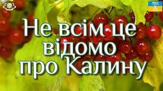 Калина лікує не тільки застуду та грип допоможе при вагітності, а також допомагає позбавитись вугрів