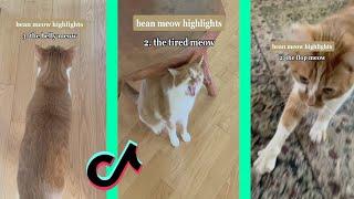 bean meow highlights tiktok compilation