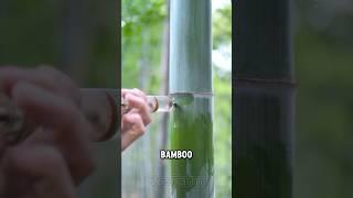 Bamboo Wine: A Hidden Chinese Secret #shorts #jasfarm #bamboowine