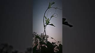 #Looked at the moon#viral and beautiful nature #