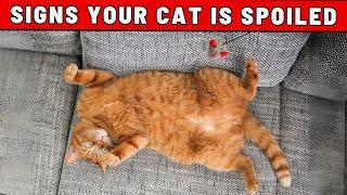 9 Signs That Your Cat Is Spoiled