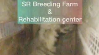 Hyena Rescued at SR breeding Farm