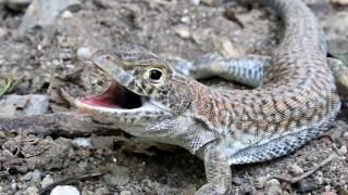 Schreiber's fringe-fingered lizard - (Acanthodactylus schreiberi) -  Ακανθοδάκτυλος -  Cyprus