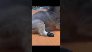#funny #dogs #pet #dogshorts#doglife#interesting #cute
