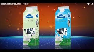 Baqarah Milk Production Process | Pasteurized Milk | Without Human Touch from Milking to Packing