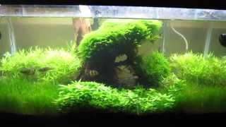 Freshwater Planted Aquarium EthanM