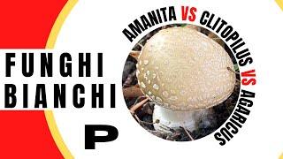 3 funghi bianchi a confronto