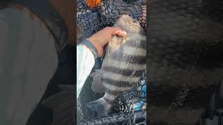 Sheepshead Fishing with Fiddler Crabs