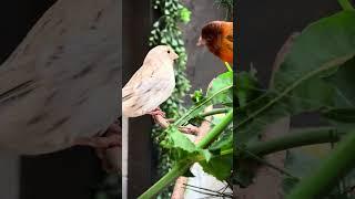 Birds eating Dandelions in my large outdoor aviary | Finches | Canaries #paradiseparkaviary #aviary