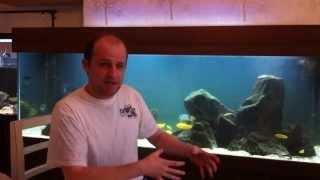 How to Clean a Fish Tank - African Cichlids - #6 Tank Updates Thursday's