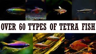 Over 60 Types of Beautiful Tetra Fish Species