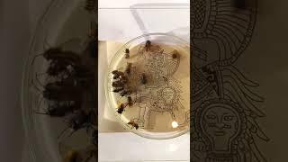 Bees, Human History, Nature and Evolution. Discoveries Will Be In The Future.