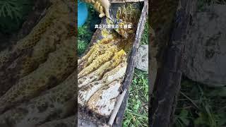 Beehive that breeds good honey Natural honey #natural #bee #bymengly #mengly