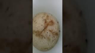 Warm Water first , then Yeast #nz#pizza #food#bread#cook#māori