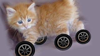 Why Don't Any Animals Have Wheels?