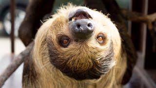 Zoo To You Episode 3: Two-Toed Sloth