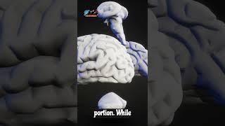 5 Most Important Things You Need to Know About the Brain #facts