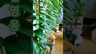 #백합#올해도 백합이 쑥쑥 자라고 있습니다