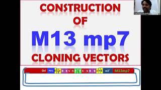 M13mp7 Cloning Vector: Symmetrical restriction sites