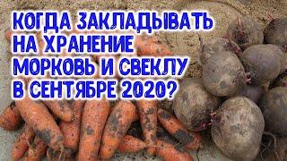 Когда собирать и закладывать морковь и свеклу на хранение в сентябре 2020 года? Агрогороскоп