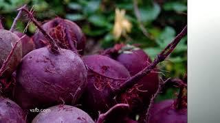 Mark til plade - Virginia Beets