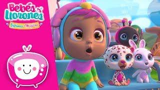 Bebés con talento  BEBÉS LLORONES  LÁGRIMAS MÁGICAS 