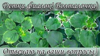 Для начинающих! Детки фиалок! Отвечаю на ваши вопросы и делюсь своим опытом) БОЛТАЛОЧКА)