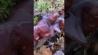 Аурикулярія вухоподібна або іудине вухо (Auricularia auricula-judae)  #ліс #nature #гриби #fungi