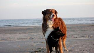 Jekku Schipperke & Emmi Australian Shepherd - a holiday in Estonia