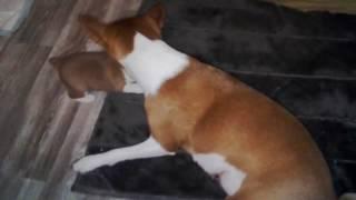 Басенджи Венди и ее дочка . Ульяновск . Basenji Wendy and her daughter.