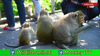 TIME TO RISE MONKEYS SOUND LIVE PLAYING #babyanimals #babychimpanzee #babymonkeys #babyprimates