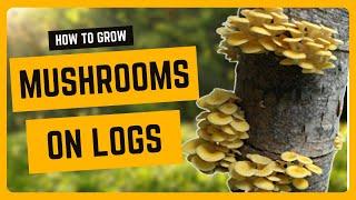 How to Grow Mushrooms on Logs