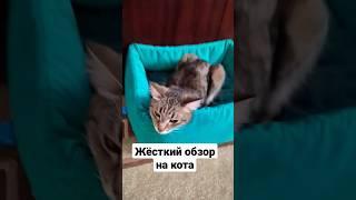 обзор на Кешу под дабстеп #кот #мем #кеша #животные #коты #кошки #эдит