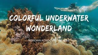 Colorful Underwater Wonderland