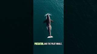 Killer Whale vs Pilot Whale: Who Wins This Ocean Battle? #killerwhale  #PilotWhale #oceanbattle